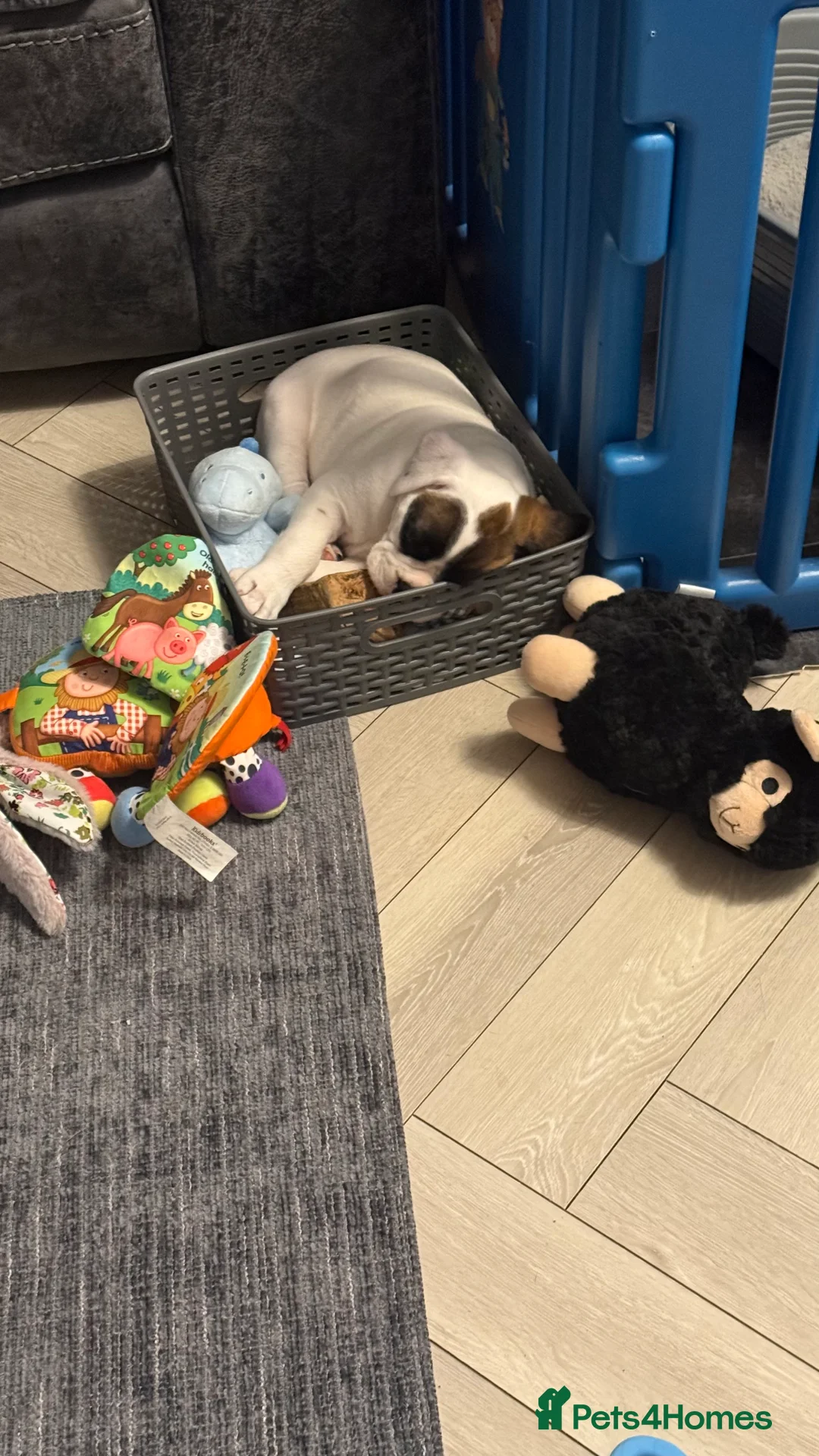 Boxer dogs for sale: Stunning White boy. - Advert 27