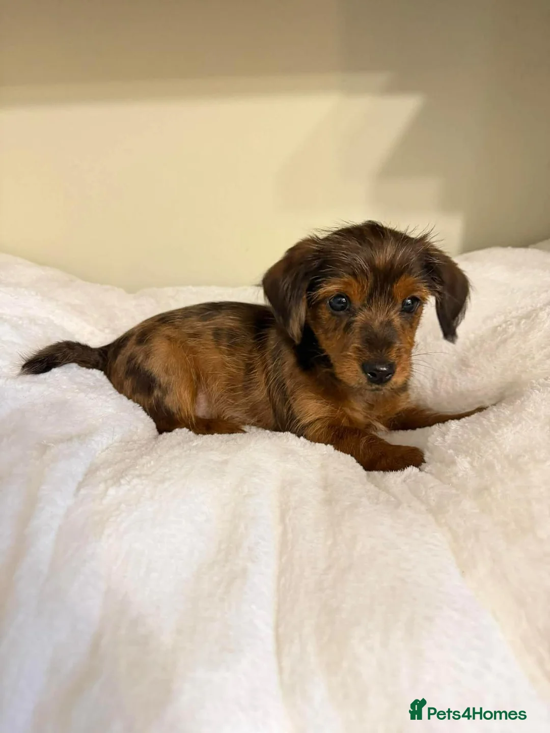 Dachshund dogs for sale: 6 dachshund puppies for sale   - Advert 5