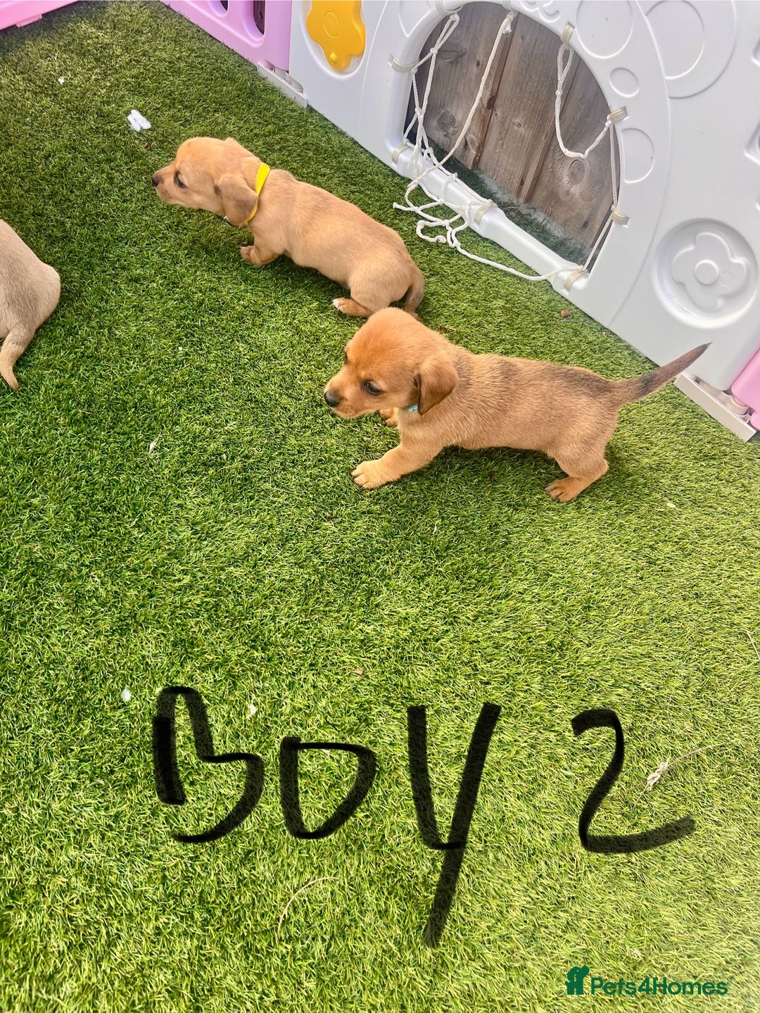 Mixed Breed dogs for sale: 7 beautiful jackshund puppies for sale - Image 28