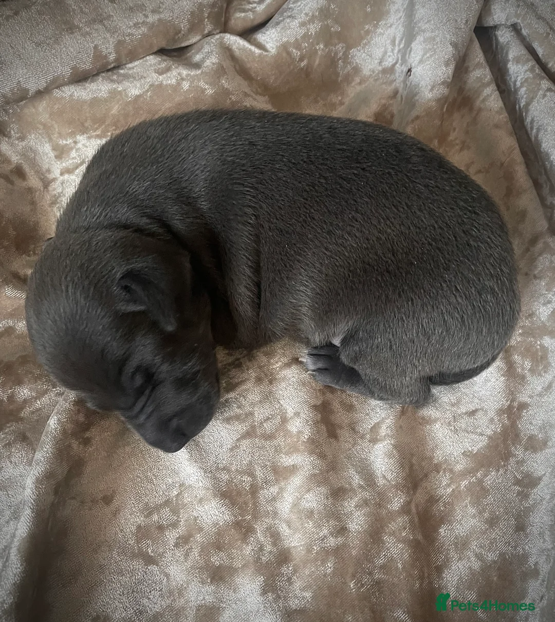 Italian Greyhound dogs for sale: Italian greyhound males only - Advert 11