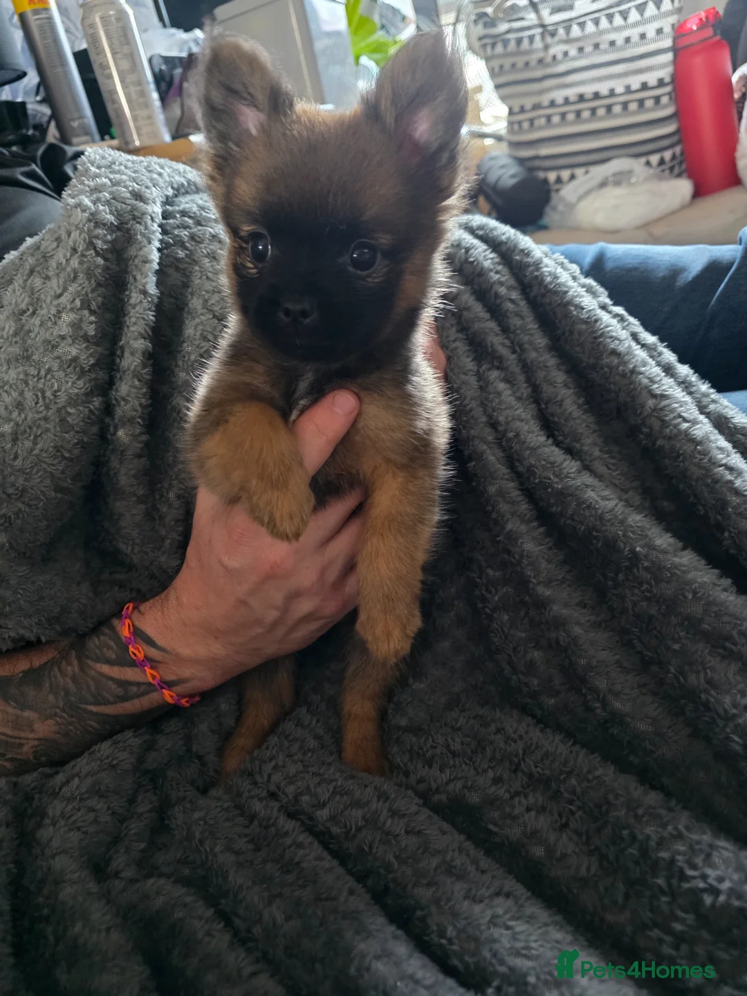 Pomchi dogs for sale: 10 week old male pomchi - Advert 1
