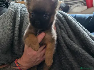 Pomchi dogs 10 week old male pomchi - Advert 9