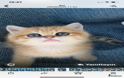 British Shorthair cats for sale: British Golden Shorthair kittens GCCF  - Image 6