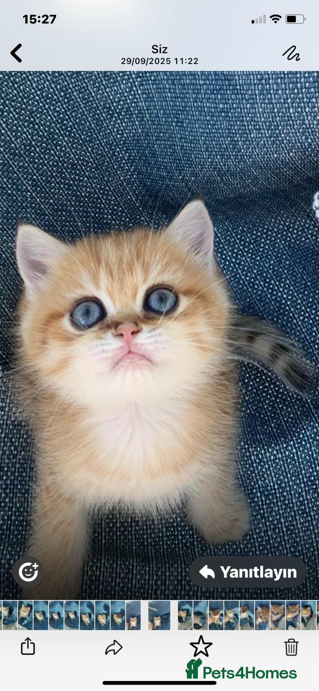 British Shorthair cats for sale: British Golden Shorthair kittens GCCF  - Image 6