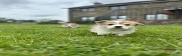 Welsh Corgi Pembroke dogs for sale: Pedigree Pembrokeshire Welsh Corgi Puppies - Advert 4