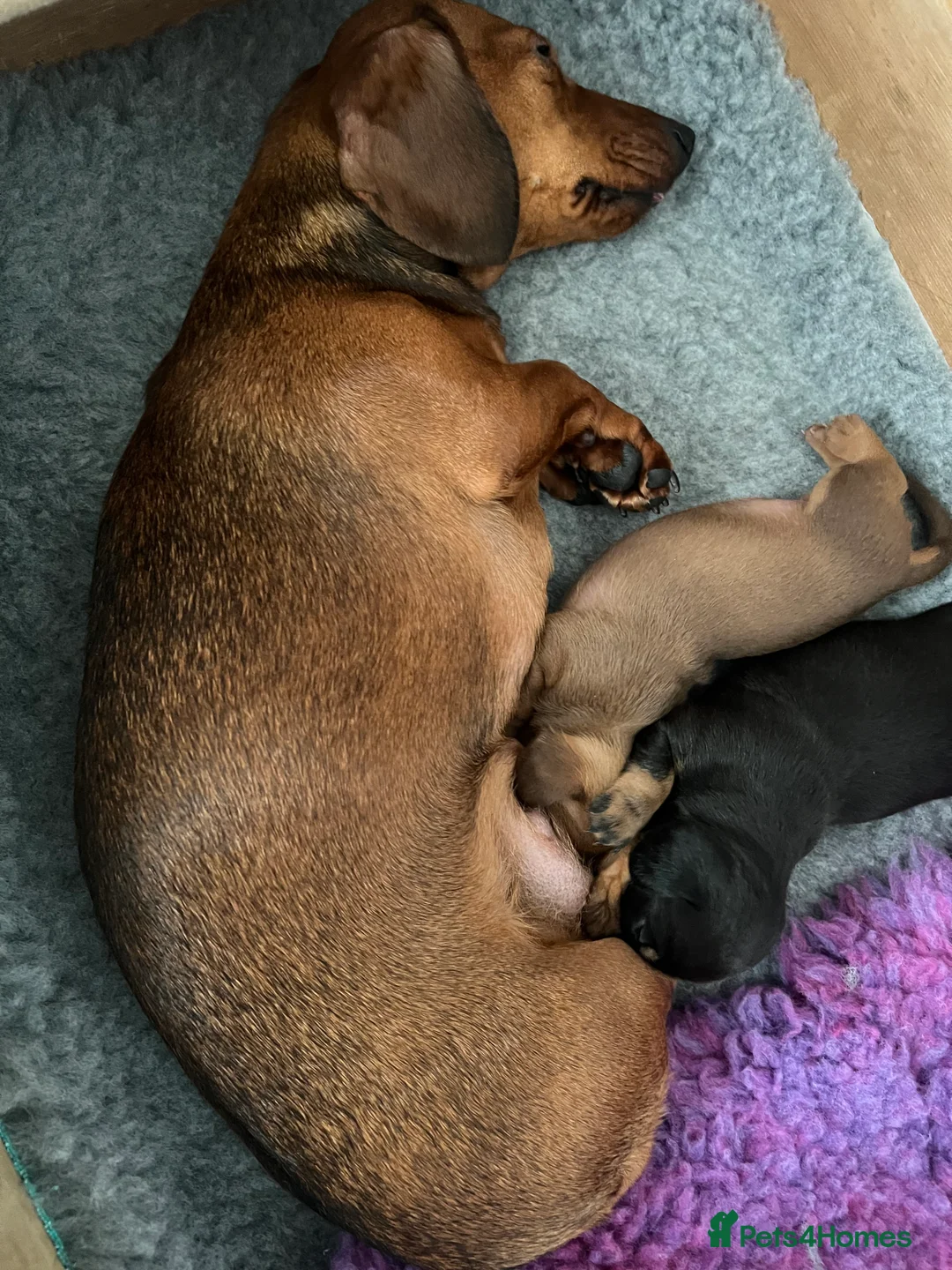 Dachshund dogs for sale: Beautiful KC miniature Smooth  - Advert 7