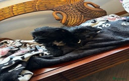 Jackapoo dogs for sale: outstanding jackapoo puppies  - Image 1