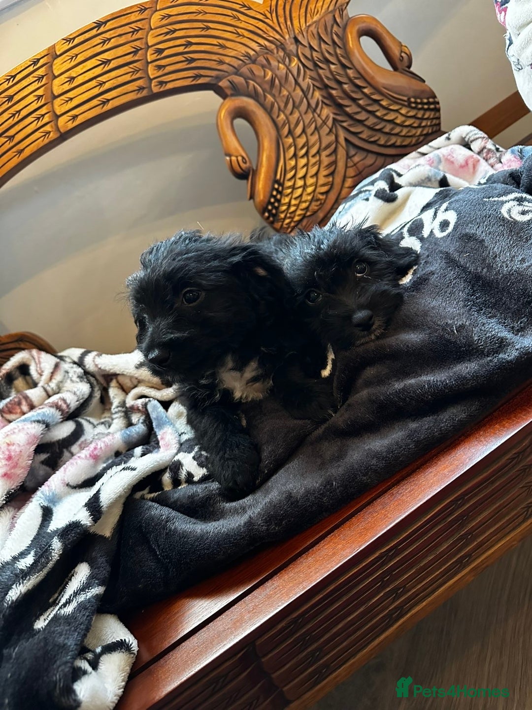 Jackapoo dogs for sale: outstanding jackapoo puppies  - Image 1