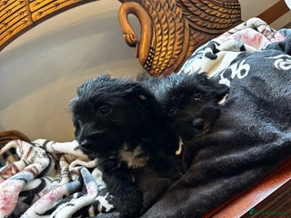 Jackapoo dogs for sale - Advert 1