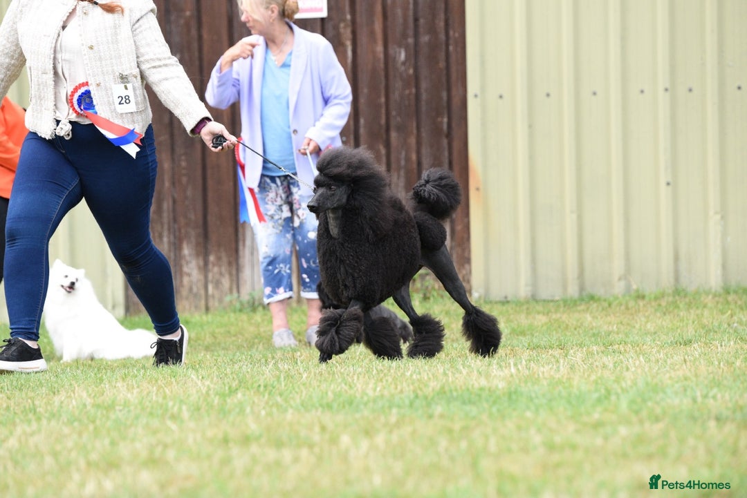 Standard Poodle dogs for sale: 1 KC Black standard poodle puppy - Advert 4