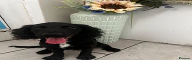 Cocker Spaniel 1