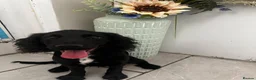 Cocker Spaniel dogs for sale: Black Cocker Spaniel  - Advert 2