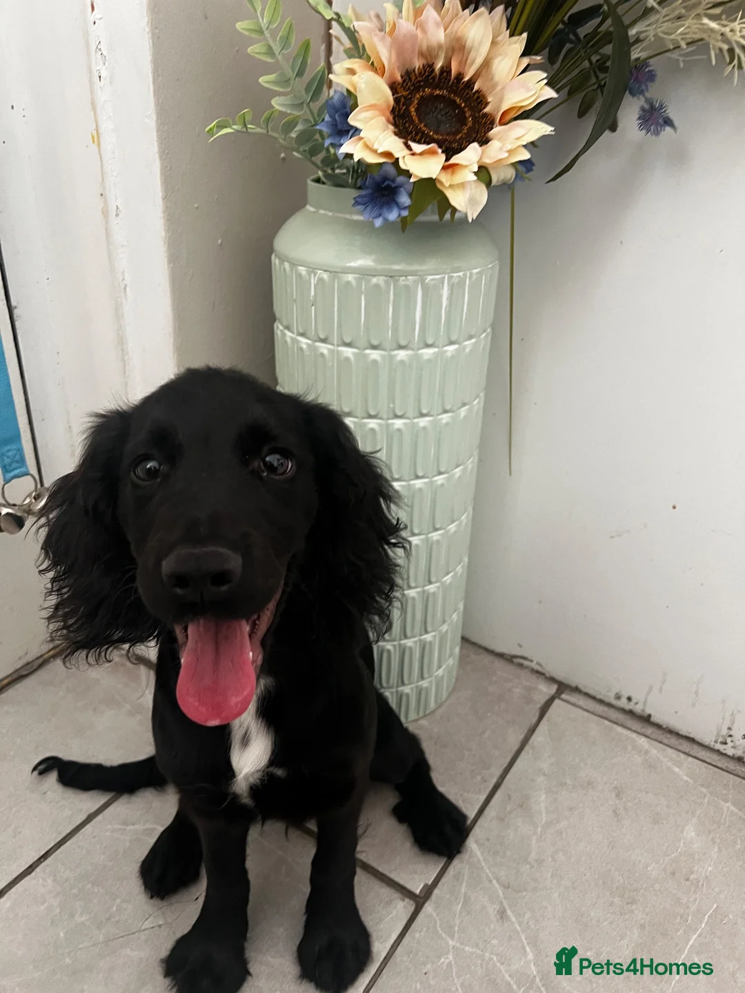 Cocker Spaniel dogs for sale: Black Cocker Spaniel  - Advert 2