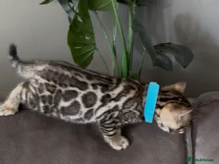 Bengal cats Beautiful Pedigree Bengal kittens for sale- 2 left - Advert 1