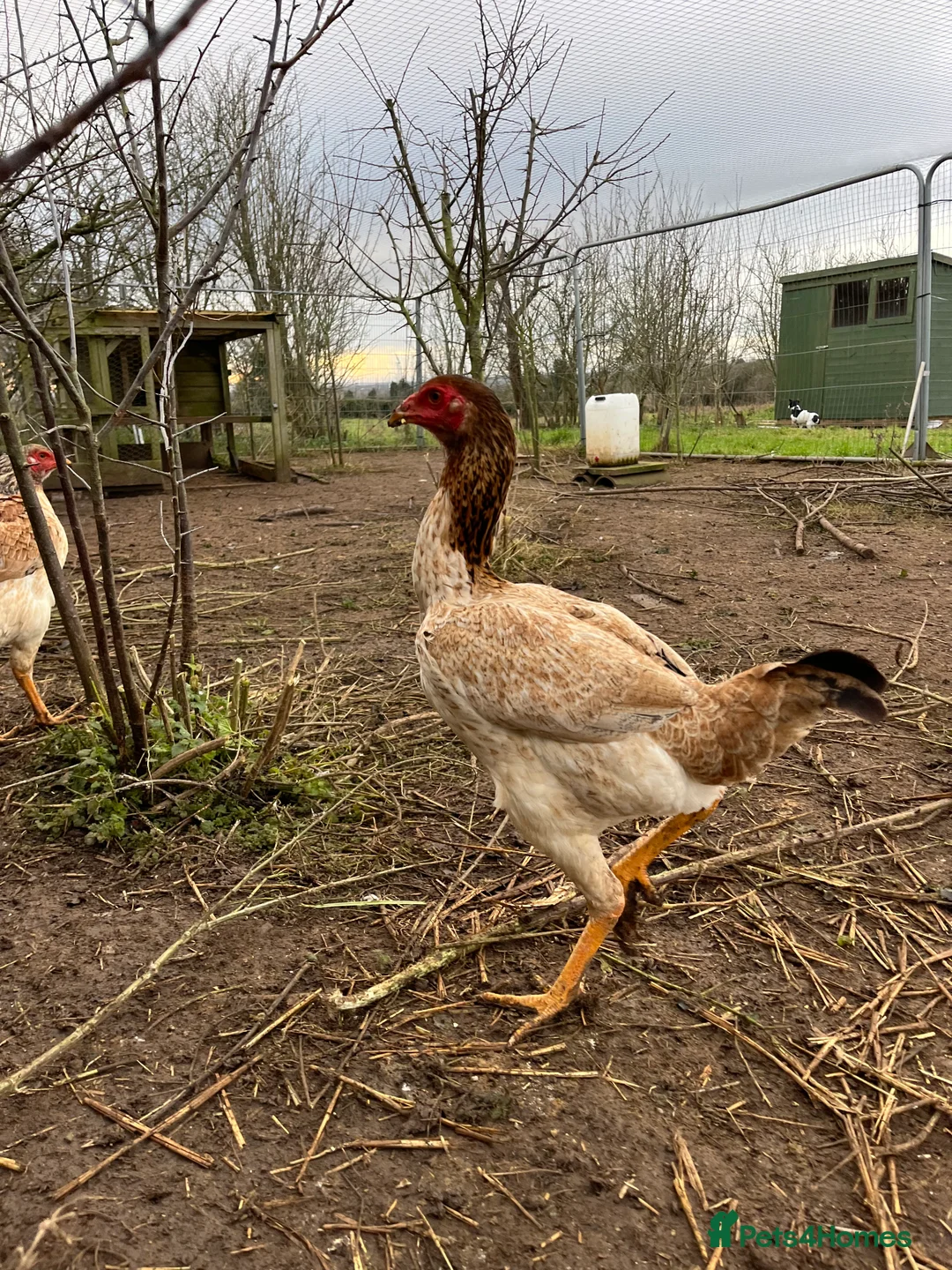 Chickens poultry for sale: Indio Gigante *LARGE BIRDS Portuguese bloodlines* - Advert 6