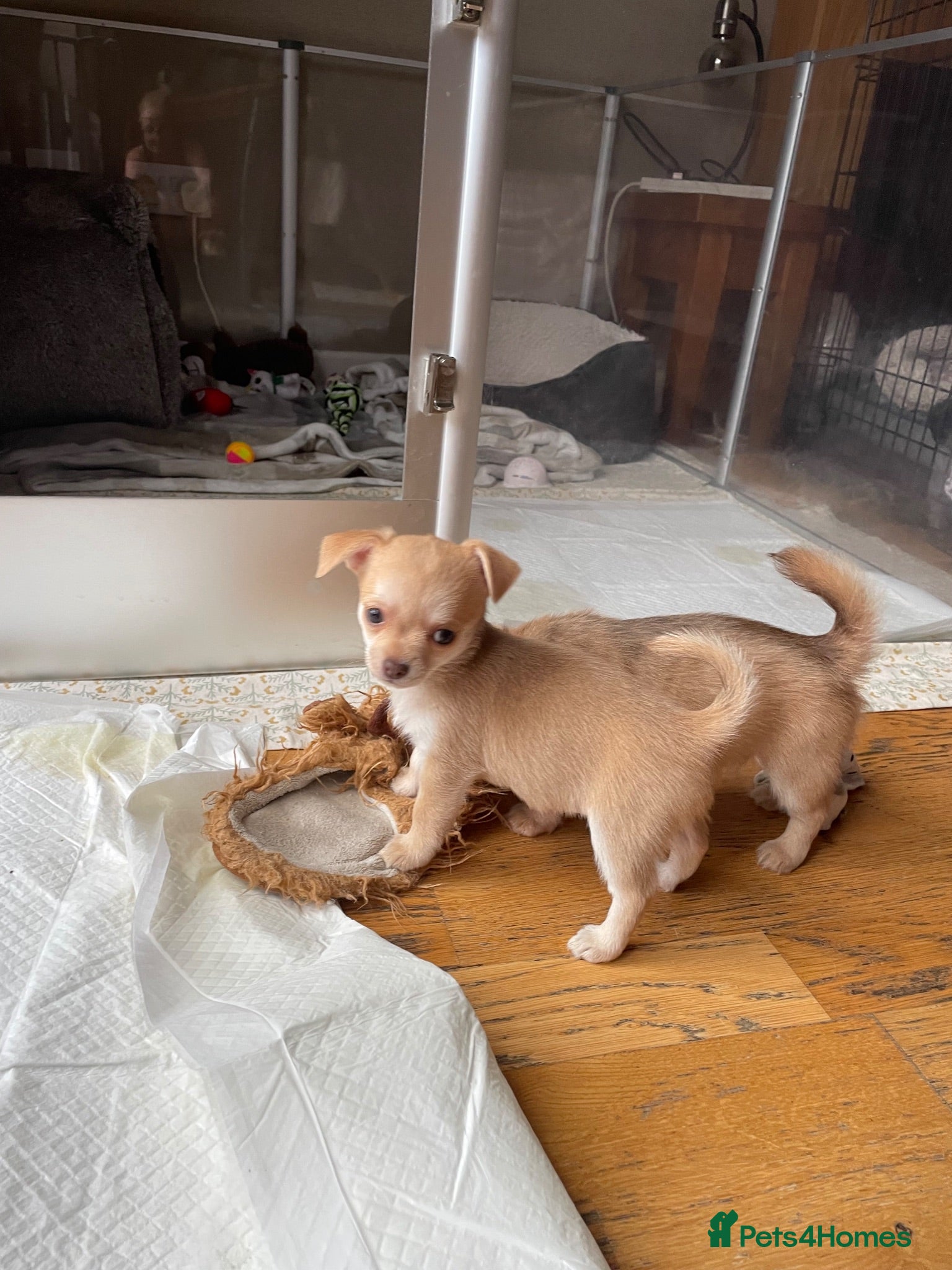 Chihuahua dogs READY SOON Pure bred tiny chihuahua puppies  - Advert 2
