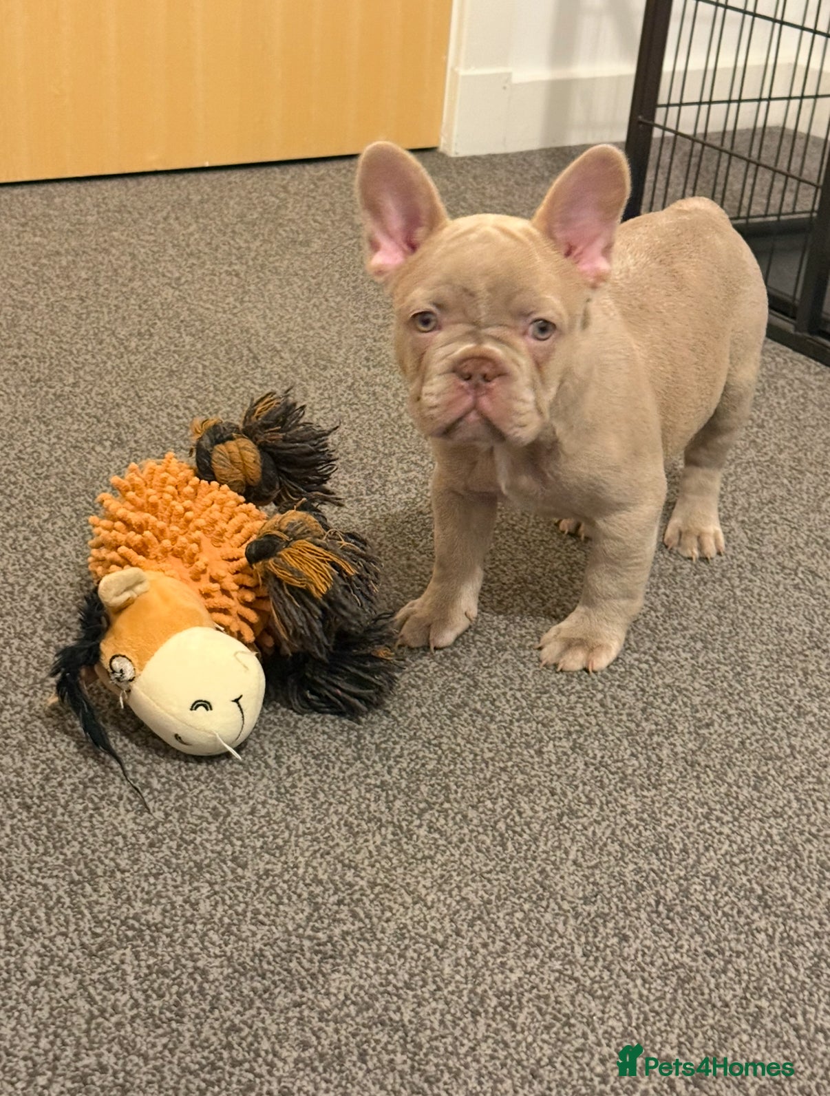 French Bulldog dogs French Bulldog Puppies  - Advert 9