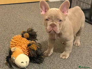 French Bulldog dogs French Bulldog Puppies - Advert 9