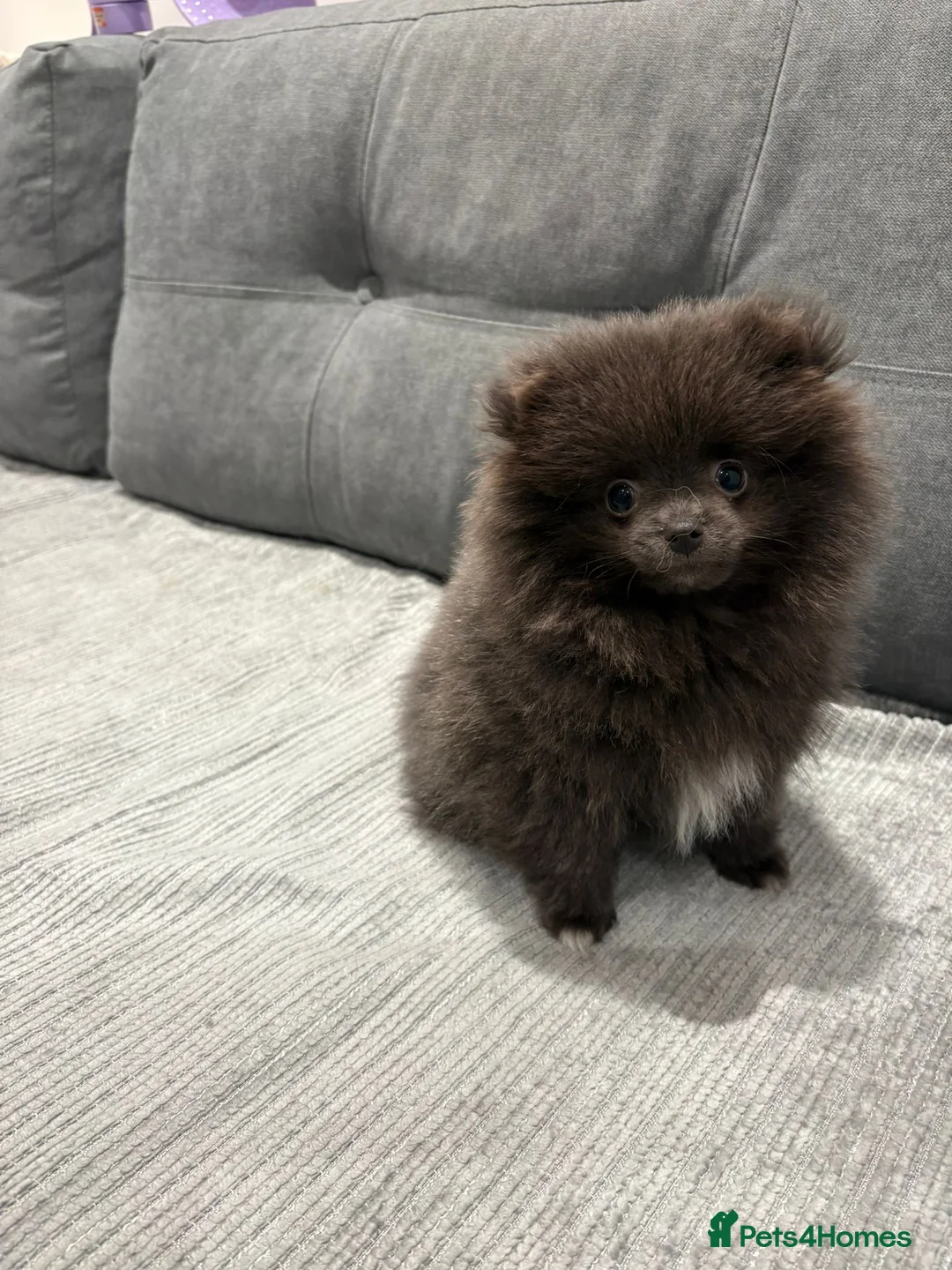 Pomeranian dogs for sale: Blue Pomeranian puppy - Advert 4