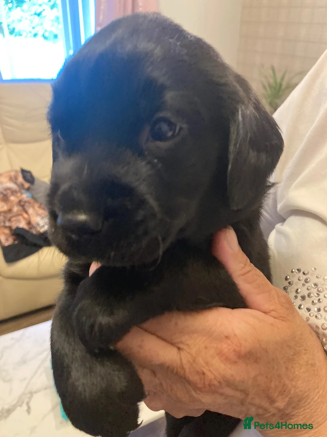 Labrador Retriever dogs for sale: Black Labrador puppies for sale in Fraserburgh - Advert 2