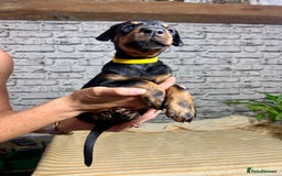 Dobermann dogs for sale: Dobermann puppies Champion bloodline, kc reg - Image 21