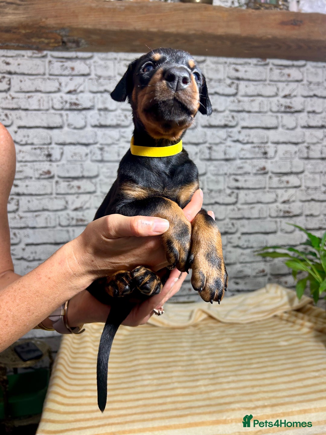 Dobermann dogs for sale: Dobermann puppies Champion bloodline, kc reg - Image 21