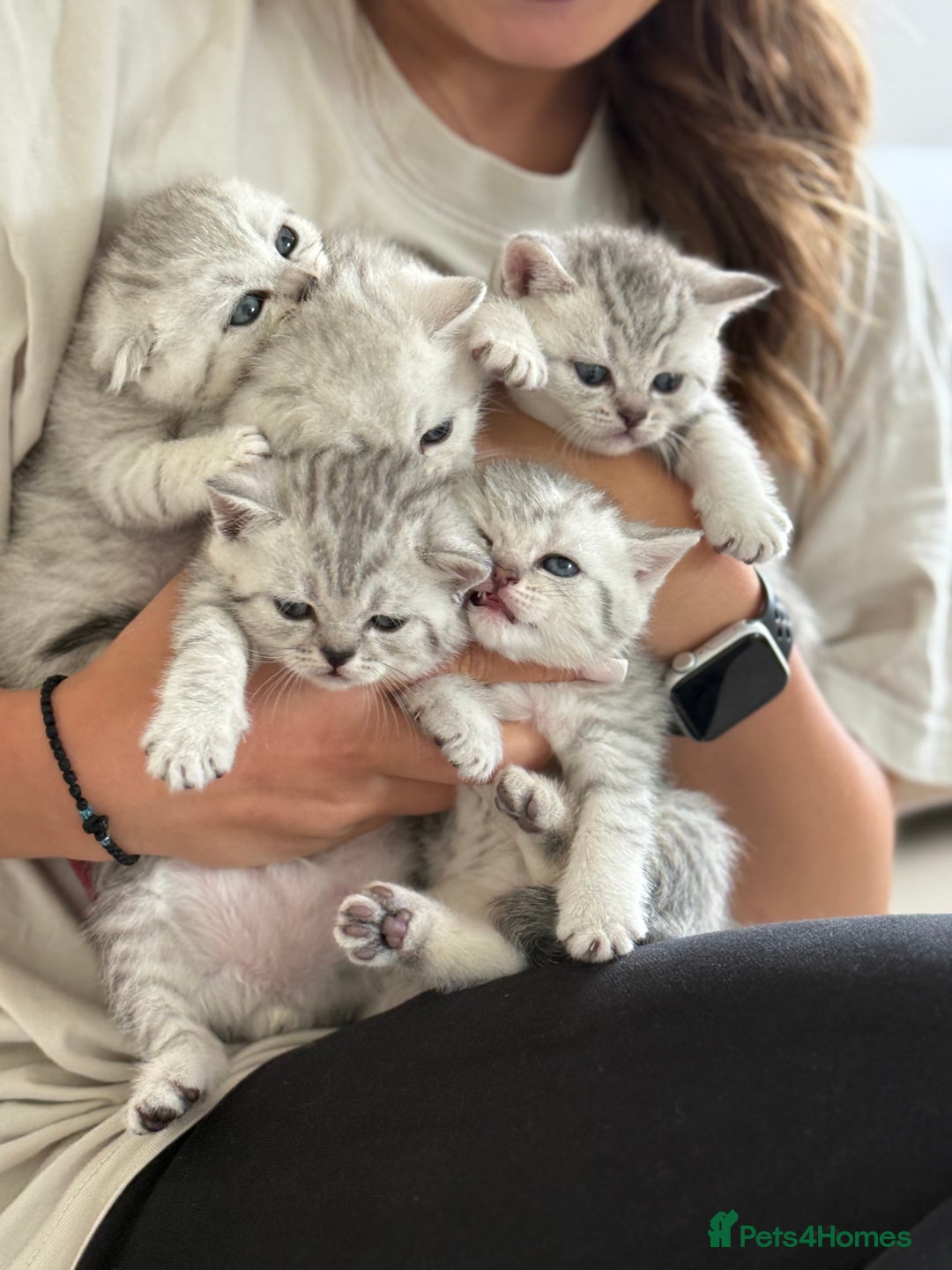 British Shorthair cats for sale: British Shorthair & Scottish Fold Kittens for Sale - Image 5