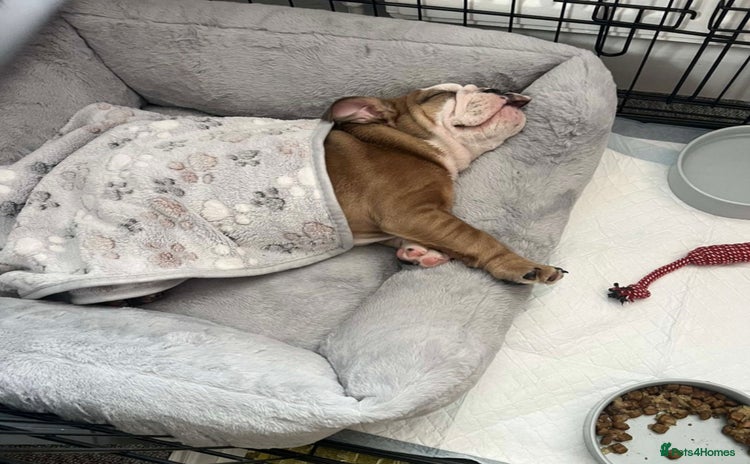 English Bulldog dogs - Advert 1