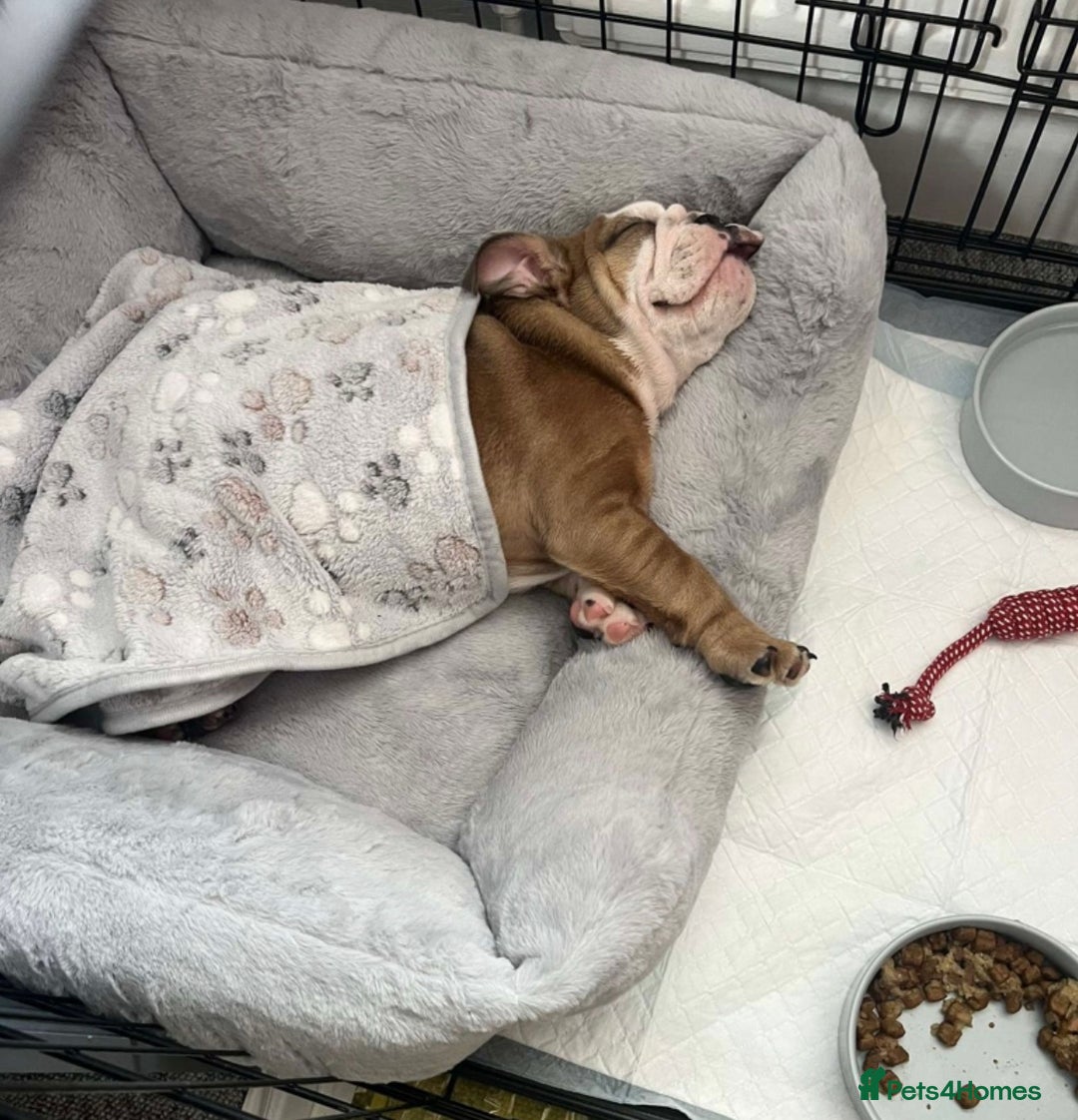 English Bulldog dogs for sale: Beautiful healthy boy  - Image 1
