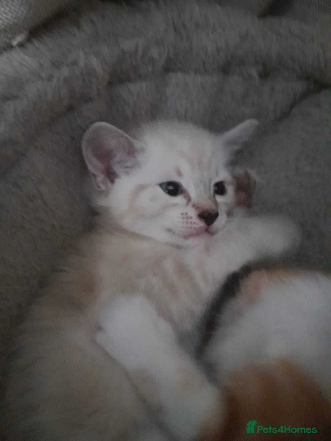 Domestic Shorthair cats for sale: Kittens for Sale - Advert 2
