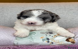 Miniature Poodle dogs for stud: MOYEN POODLE CROSS - IDEAL FOR DOODLE PUPPIES - Advert 13