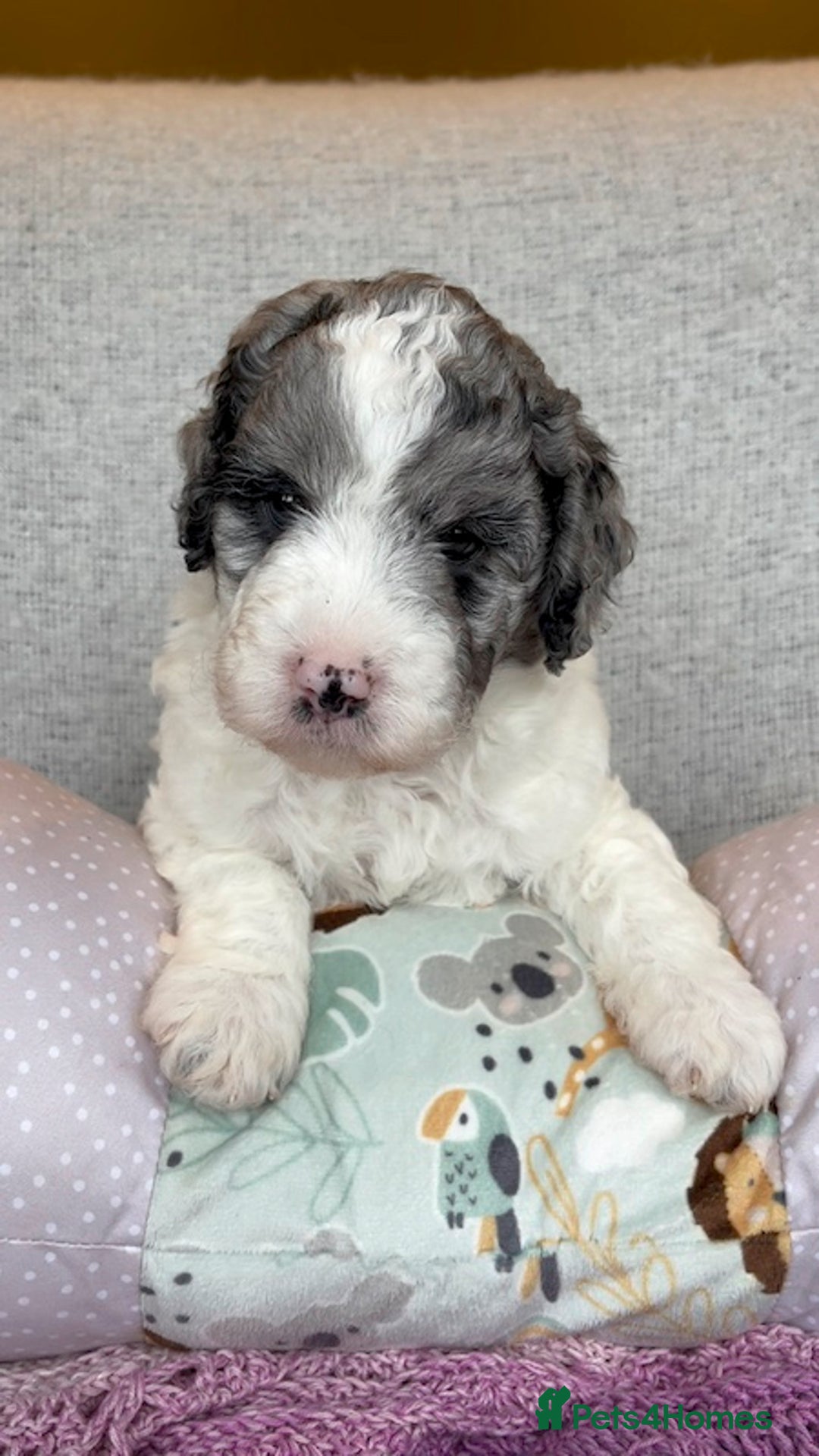 Miniature Poodle dogs for stud: MOYEN POODLE CROSS - IDEAL FOR DOODLE PUPPIES - Advert 13