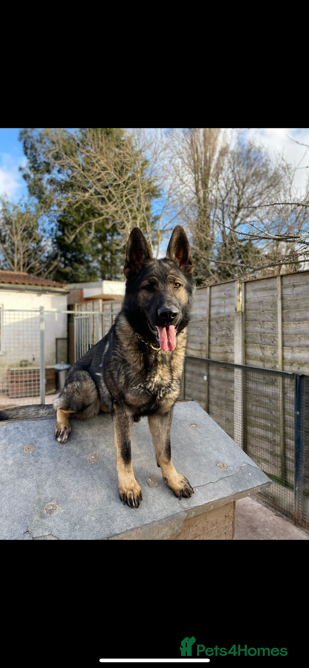 German Shepherd dogs for sale: READY NOW CZECH LINE GERMAN SHEPHERD PUPPIES!! - Image 15