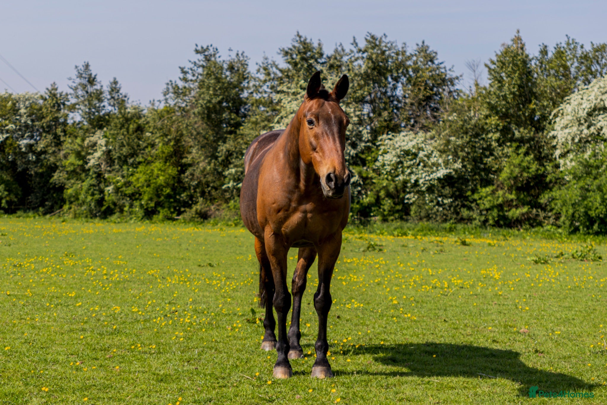 Irish Sports horses Skye ISH X 15.2hh 17/18 y/o - Advert 15