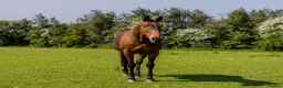 Irish Sports horses for sale: Skye ISH X 15.2hh 17/18 y/o in Coventry - Advert 1