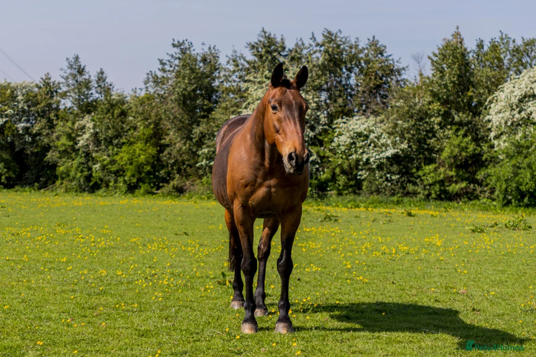 Irish Sports horses for sale: Skye ISH X 15.2hh 17/18 y/o in Coventry - Advert 1