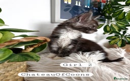 Maine Coon cats for sale: Stunning Black Smoke Registred Maine Coon Kittens - Image 15