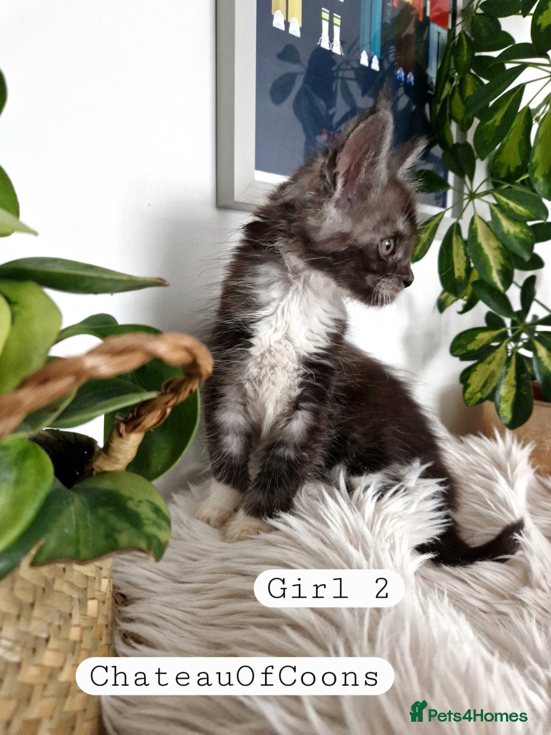 Maine Coon cats for sale: Stunning Black Smoke Registred Maine Coon Kittens - Image 15