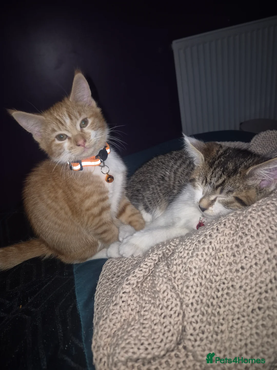 Mixed Breed cats for sale: GINGER KITTEN READY FOR A HOME  - Advert 1