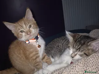Mixed Breed cats GINGER KITTEN READY FOR A HOME - Advert 1