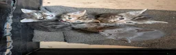 Mixed Breed cats for sale: Stunning Kittens Ready to Leave 30th September - Advert 3
