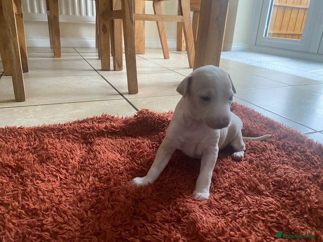 Italian Greyhound dogs for sale: 2 beautiful Italian Greyhound puppy boys  - Advert 3
