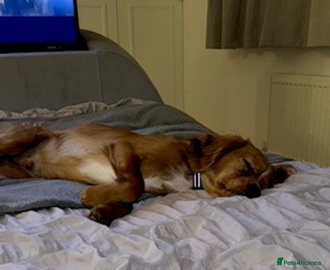 Cavalier King Charles Spaniel dogs for sale: Beautiful 1-Year-Old King Charles Cavalier  - Image 5