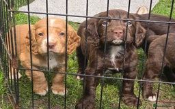 Sprocker dogs for sale: Sprocker Spaniels - Advert 7