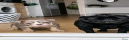 English Bulldog dogs for sale: REDUCED. READY TO LEAVE! - Advert 4