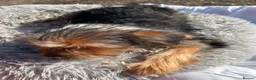 Yorkshire Terrier dogs for sale: Yorkshire terriers  - Advert 26
