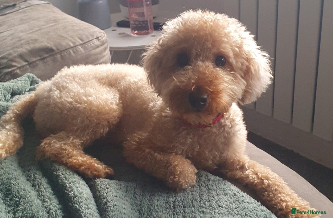 Toy Poodle dogs for sale: STUNNING KC REGISTED TOY POODLE BOY - Advert 3