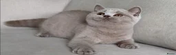 British Shorthair cats for sale: Beautiful boy & girl available  - Advert 3