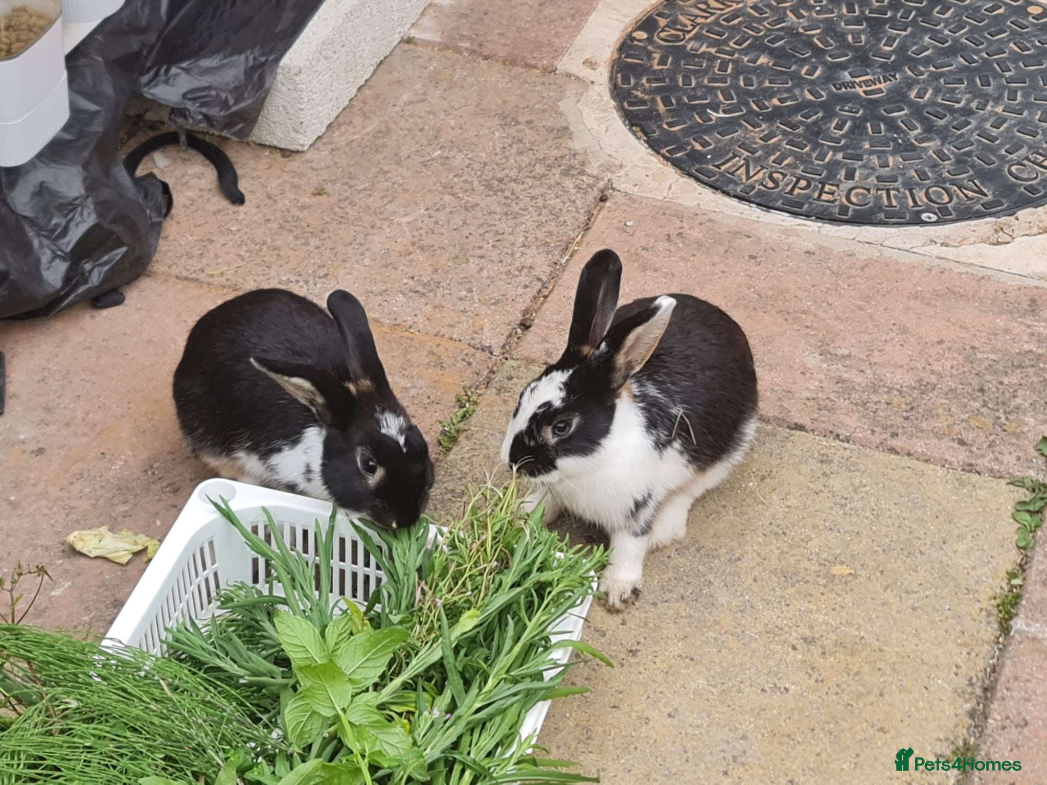 Mini Lop rabbits Mini loop (rabbits) for sale  - Advert 1