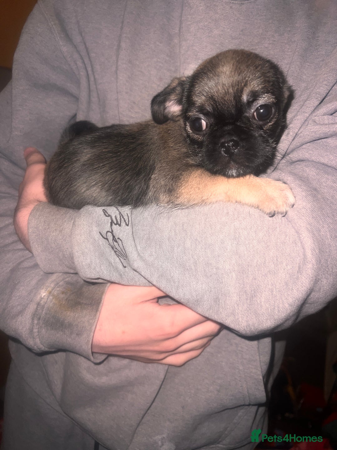 Mixed Breed dogs for sale: Last 2 puppies  - Image 1